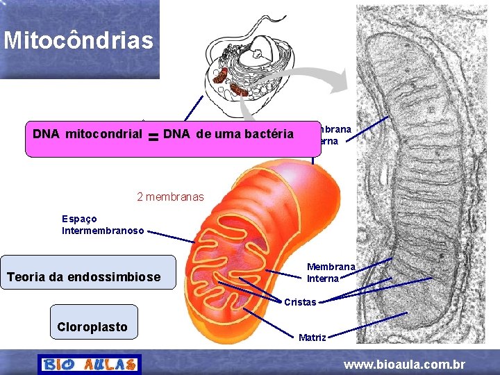 Mitocôndrias MITOCÔNDRIA DNA mitocondrial = DNA de uma bactéria Membrana Externa 2 membranas Espaço