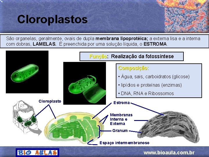 Cloroplastos São organelas, geralmente, ovais de dupla membrana lipoprotéica; a externa lisa e a
