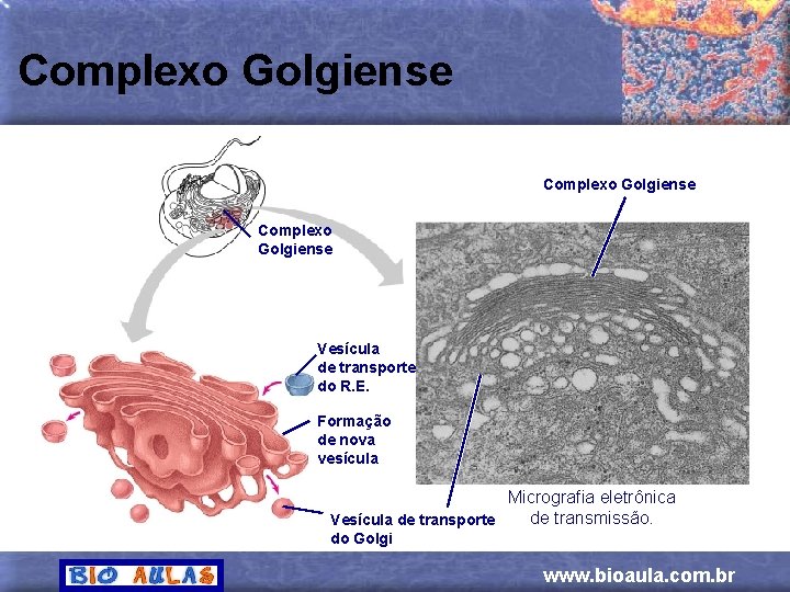 Complexo Golgiense Vesícula de transporte do R. E. Formação de nova vesícula Micrografia eletrônica