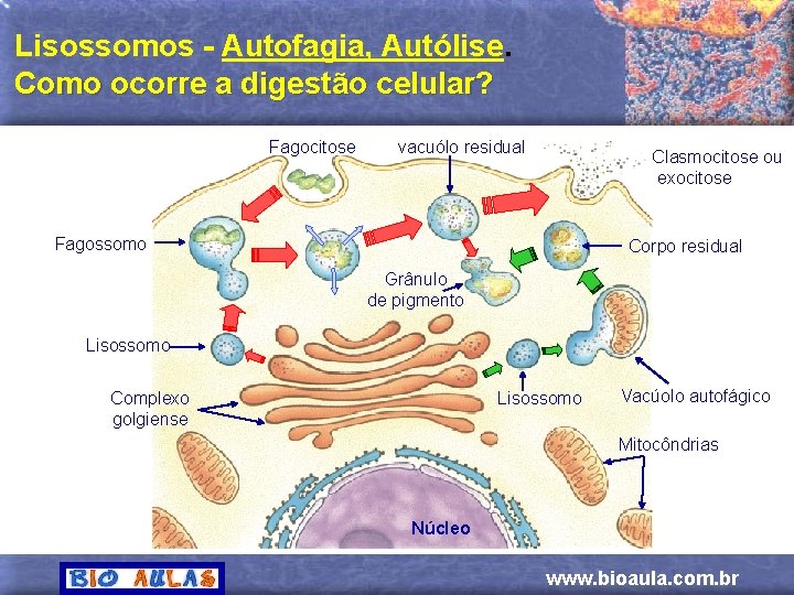 Lisossomos - Autofagia, Autólise. Como ocorre a digestão celular? Fagocitose vacuólo residual Clasmocitose ou