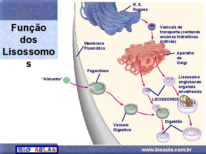 R. E. Rugoso Função dos Lisossomo s Vesícula de transporte (contendo enzimas h. Idrolíticas