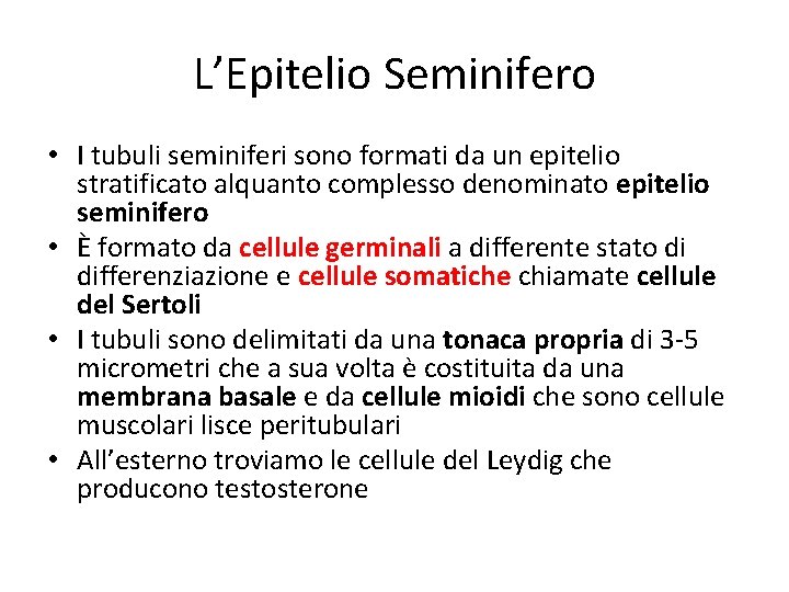 L’Epitelio Seminifero • I tubuli seminiferi sono formati da un epitelio stratificato alquanto complesso