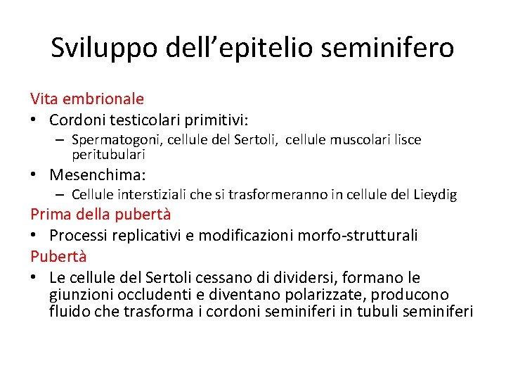 Sviluppo dell’epitelio seminifero Vita embrionale • Cordoni testicolari primitivi: – Spermatogoni, cellule del Sertoli,