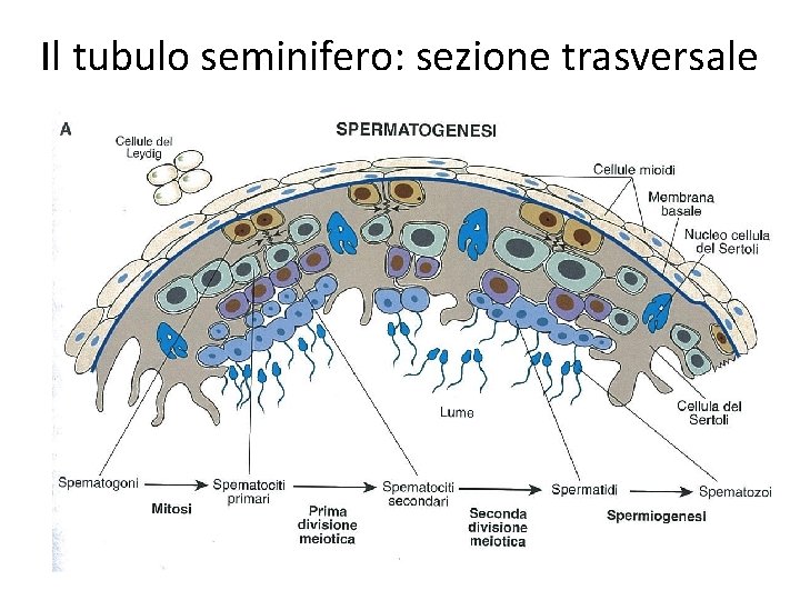Il tubulo seminifero: sezione trasversale 