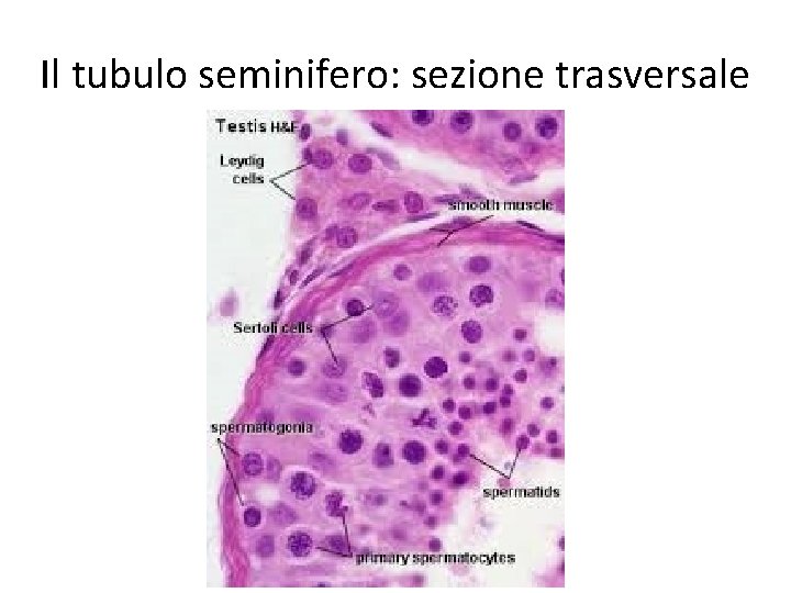 Il tubulo seminifero: sezione trasversale 