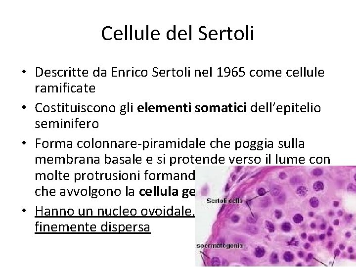 Cellule del Sertoli • Descritte da Enrico Sertoli nel 1965 come cellule ramificate •