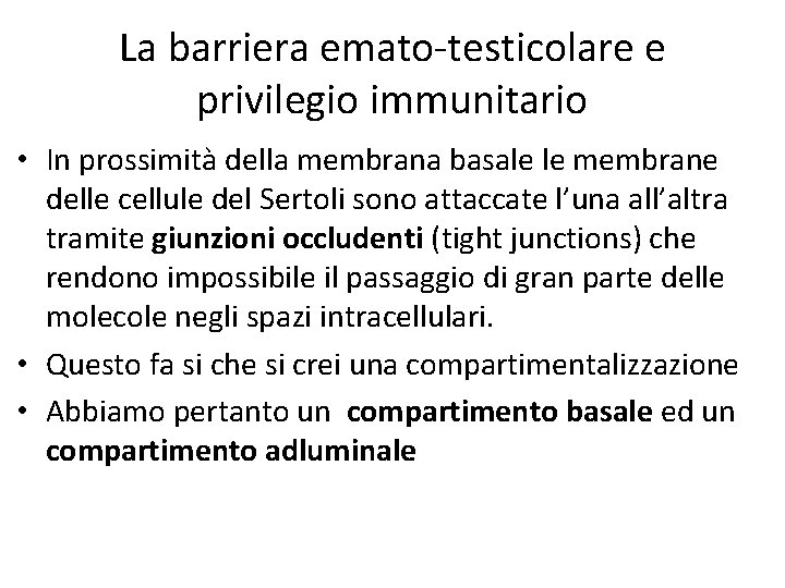 La barriera emato-testicolare e privilegio immunitario • In prossimità della membrana basale le membrane