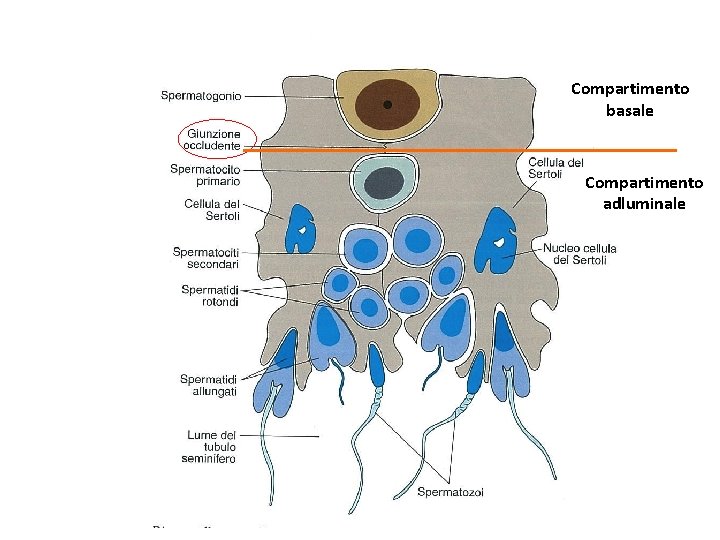 Compartimento basale Compartimento adluminale 