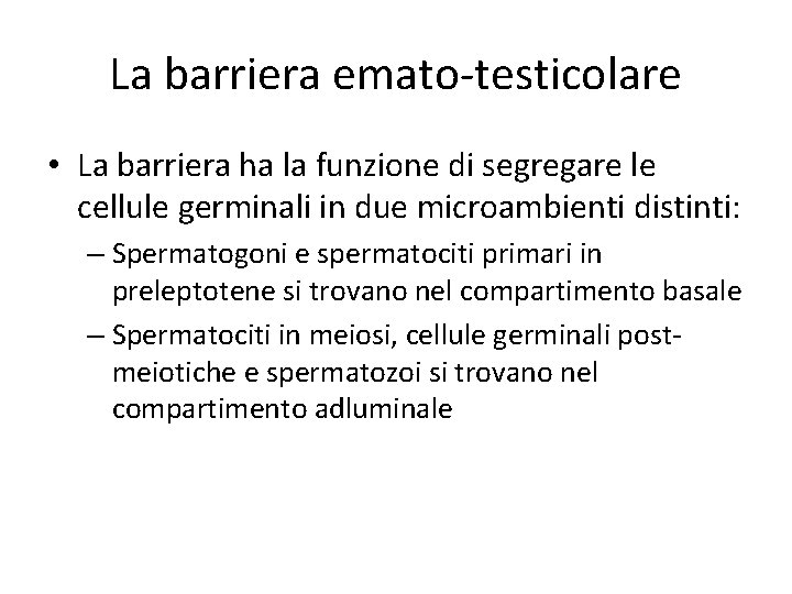 La barriera emato-testicolare • La barriera ha la funzione di segregare le cellule germinali