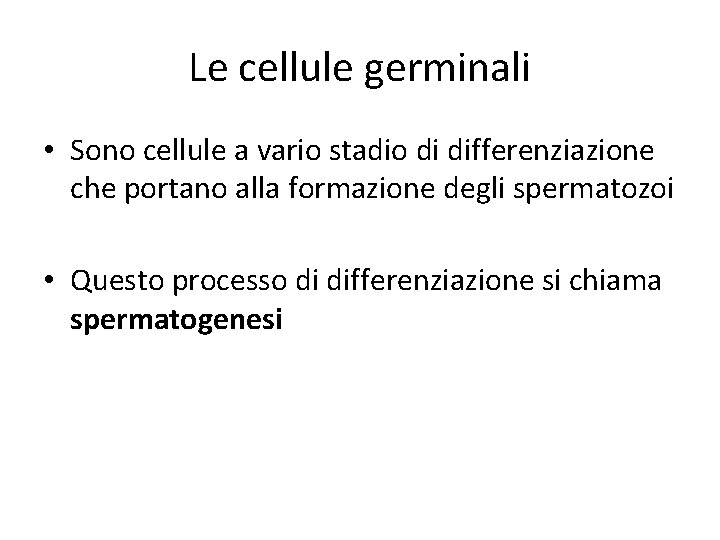 Le cellule germinali • Sono cellule a vario stadio di differenziazione che portano alla