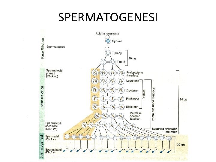 SPERMATOGENESI 