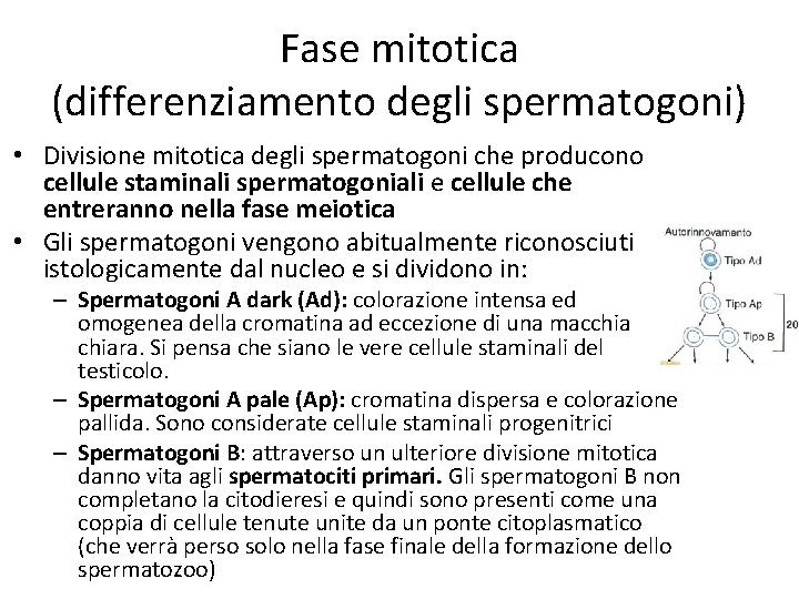 Fase mitotica (differenziamento degli spermatogoni) • Divisione mitotica degli spermatogoni che producono cellule staminali