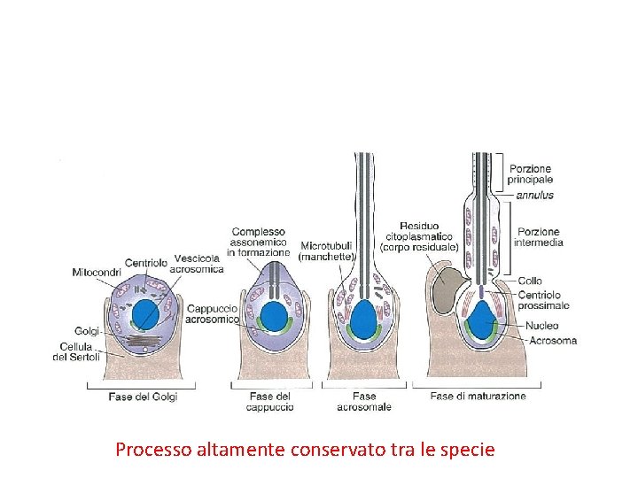 Processo altamente conservato tra le specie 