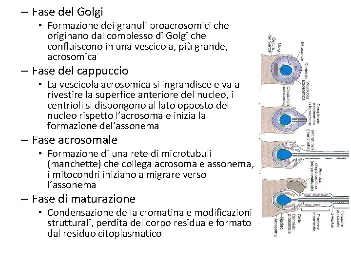 – Fase del Golgi • Formazione dei granuli proacrosomici che originano dal complesso di