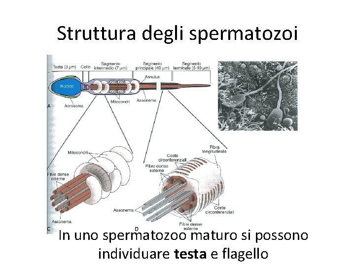 Struttura degli spermatozoi In uno spermatozoo maturo si possono individuare testa e flagello 