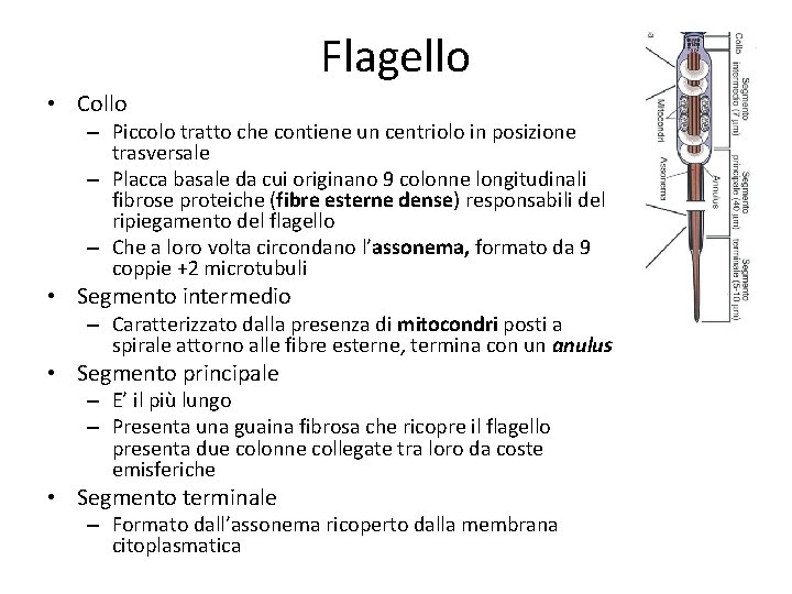 Flagello • Collo – Piccolo tratto che contiene un centriolo in posizione trasversale –