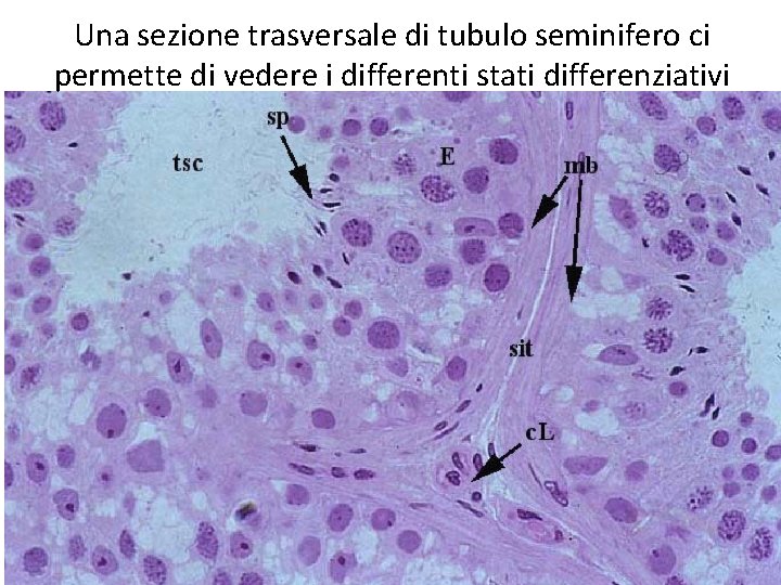 Una sezione trasversale di tubulo seminifero ci permette di vedere i differenti stati differenziativi