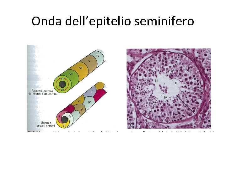 Onda dell’epitelio seminifero 