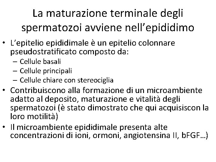 La maturazione terminale degli spermatozoi avviene nell’epididimo • L’epitelio epididimale è un epitelio colonnare