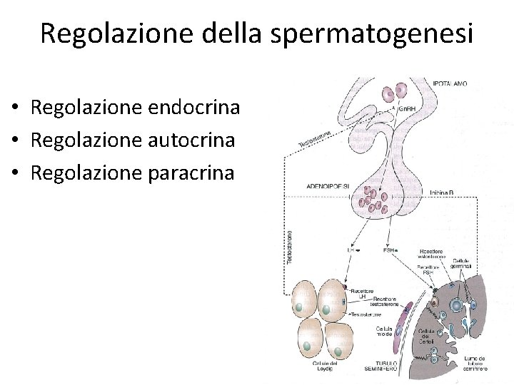 Regolazione della spermatogenesi • Regolazione endocrina • Regolazione autocrina • Regolazione paracrina 