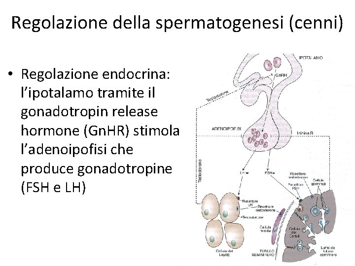 Regolazione della spermatogenesi (cenni) • Regolazione endocrina: l’ipotalamo tramite il gonadotropin release hormone (Gn.