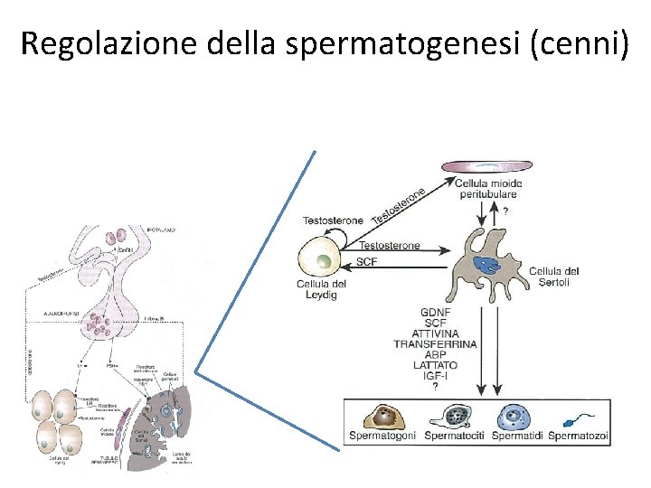 Regolazione della spermatogenesi (cenni) 