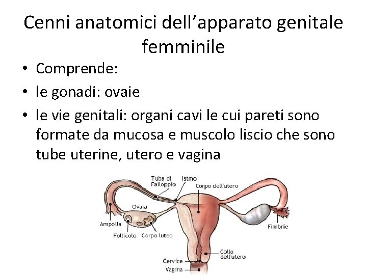 Cenni anatomici dell’apparato genitale femminile • Comprende: • le gonadi: ovaie • le vie