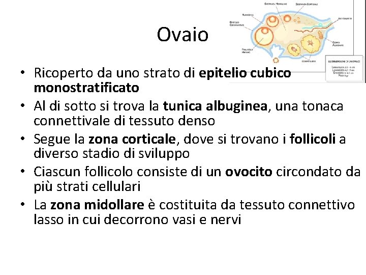 Ovaio • Ricoperto da uno strato di epitelio cubico monostratificato • Al di sotto