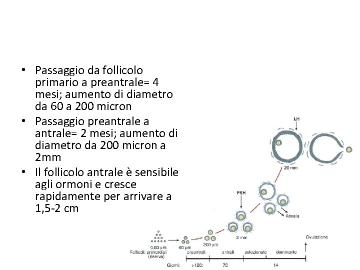  • Passaggio da follicolo primario a preantrale= 4 mesi; aumento di diametro da