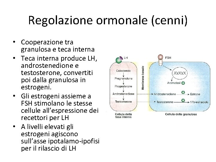 Regolazione ormonale (cenni) • Cooperazione tra granulosa e teca interna • Teca interna produce