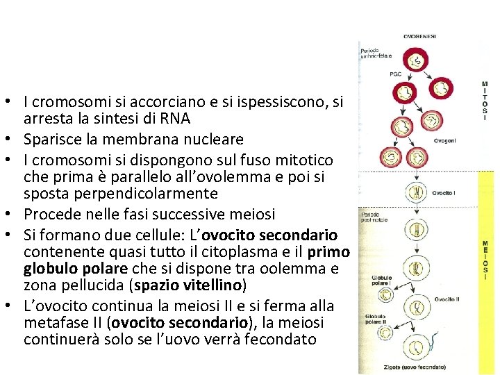  • I cromosomi si accorciano e si ispessiscono, si arresta la sintesi di