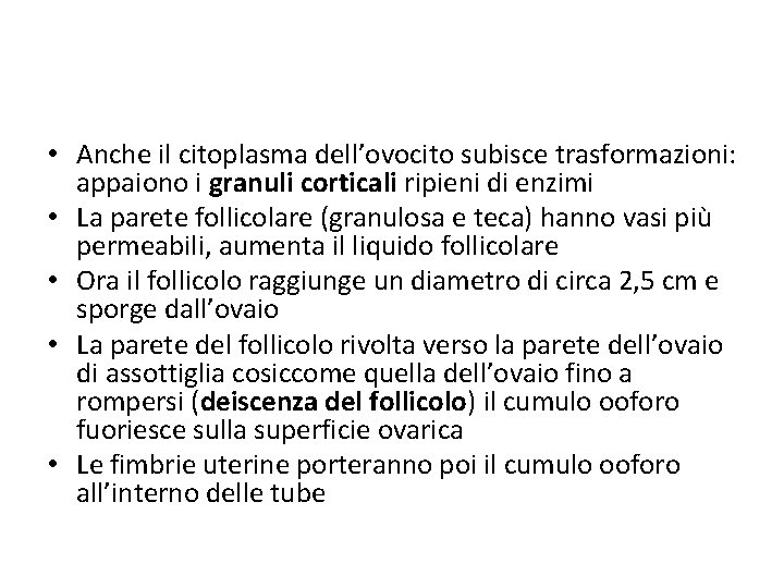  • Anche il citoplasma dell’ovocito subisce trasformazioni: appaiono i granuli corticali ripieni di