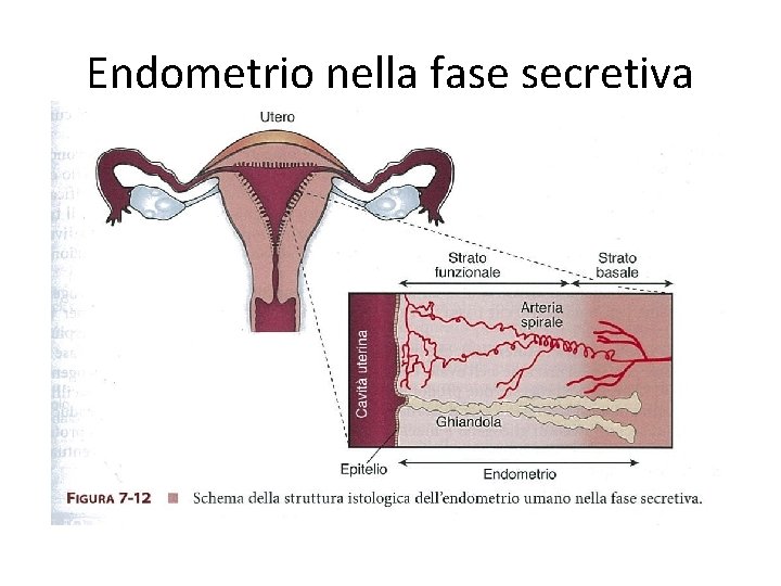 Endometrio nella fase secretiva 