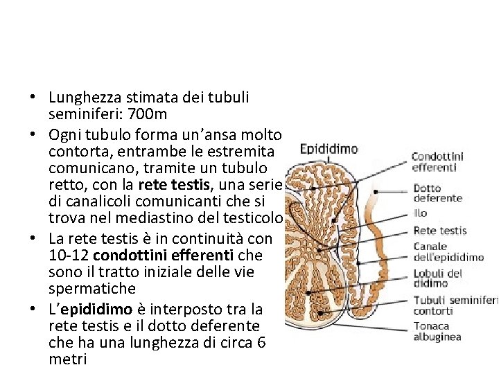  • Lunghezza stimata dei tubuli seminiferi: 700 m • Ogni tubulo forma un’ansa