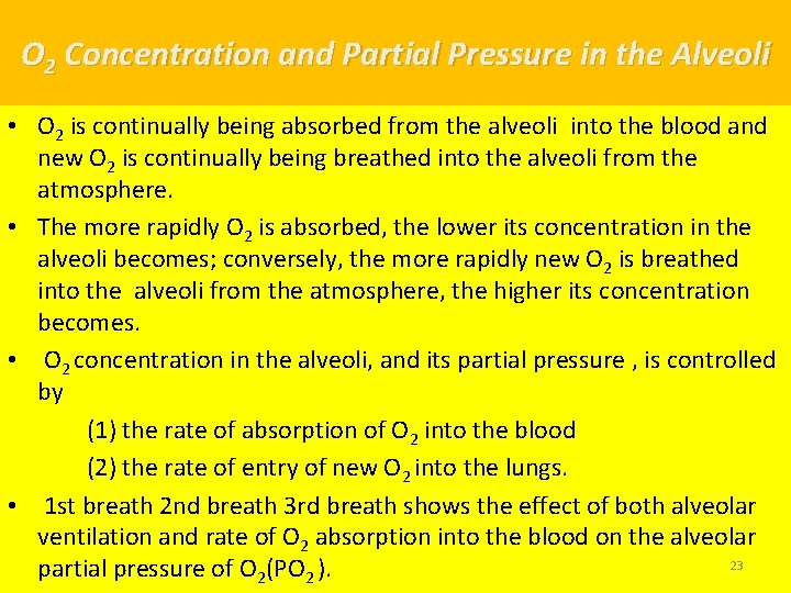 O 2 Concentration and Partial Pressure in the Alveoli • O 2 is continually
