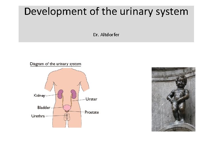 Development of the urinary system Dr. Altdorfer Development of the urinary system Dr. Altdorfer