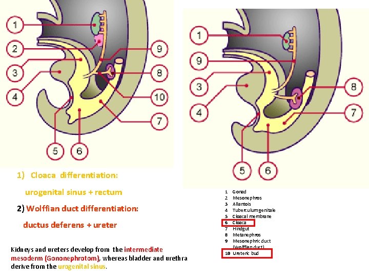 1) Cloaca differentiation: urogenital sinus + rectum 2) Wolffian duct differentiation: ductus deferens + 1) Cloaca differentiation: urogenital sinus + rectum 2) Wolffian duct differentiation: ductus deferens +