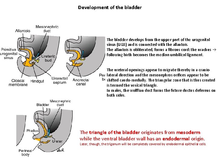 Development of the bladder The bladder develops from the upper part of the urogenital Development of the bladder The bladder develops from the upper part of the urogenital