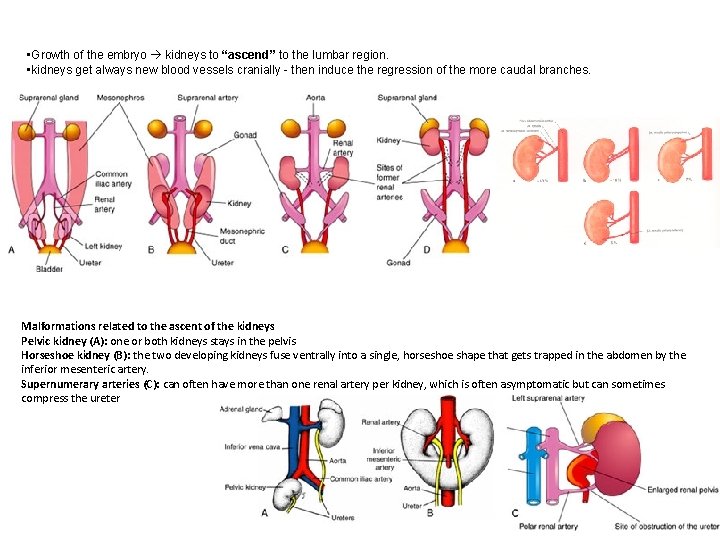 • Growth of the embryo kidneys to “ascend” to the lumbar region. • • Growth of the embryo kidneys to “ascend” to the lumbar region. •