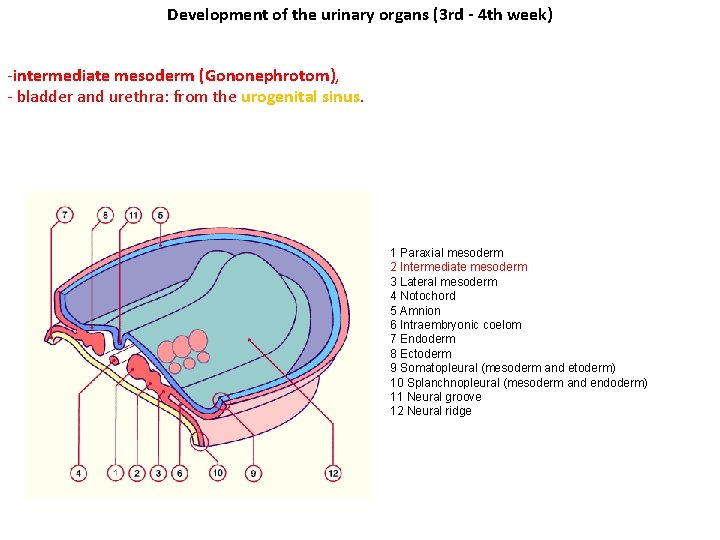 Development of the urinary organs (3 rd - 4 th week) -intermediate mesoderm (Gononephrotom), Development of the urinary organs (3 rd - 4 th week) -intermediate mesoderm (Gononephrotom),