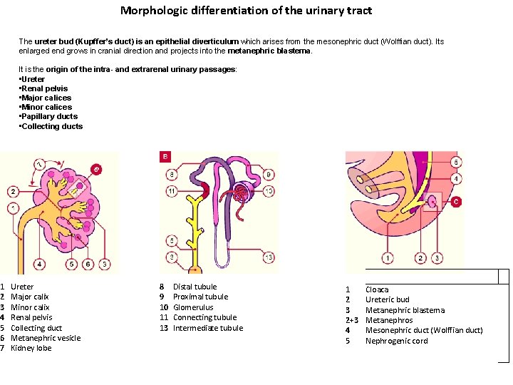 1 2 3 4 5 6 7 Morphologic differentiation of the urinary tract The 1 2 3 4 5 6 7 Morphologic differentiation of the urinary tract The