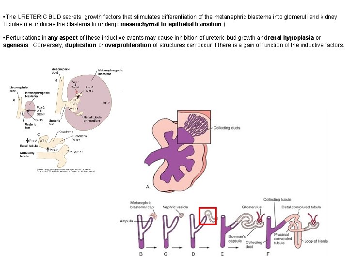 • The URETERIC BUD secrets growth factors that stimulates differentiation of the metanephric • The URETERIC BUD secrets growth factors that stimulates differentiation of the metanephric