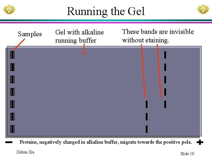 Running the Gel Samples Gel with alkaline running buffer These bands are invisible without