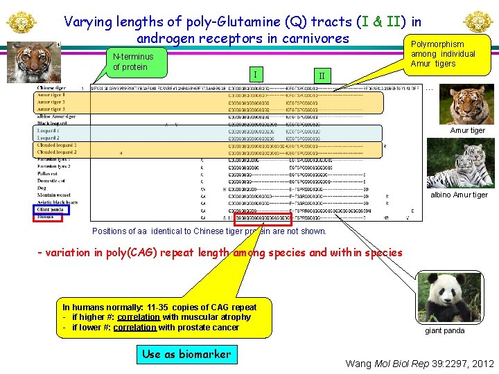 Varying lengths of poly-Glutamine (Q) tracts (I & II) in androgen receptors in carnivores