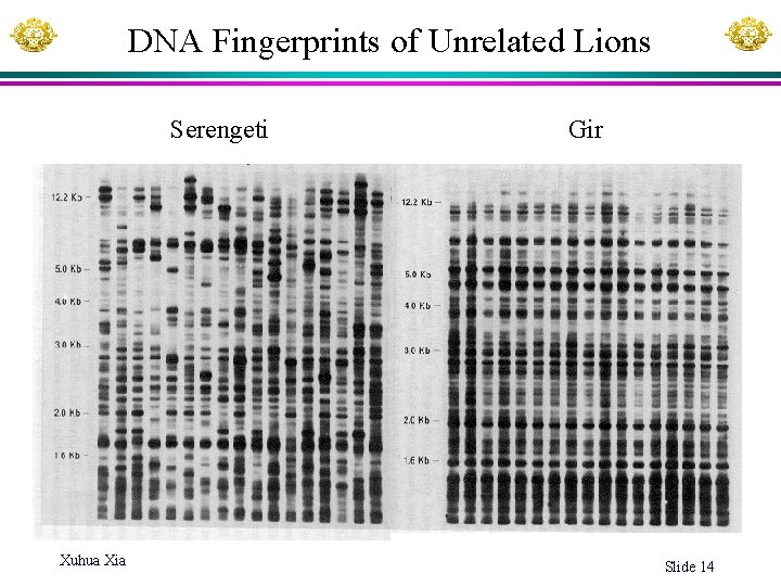 DNA Fingerprints of Unrelated Lions Serengeti Xuhua Xia Gir Slide 14 