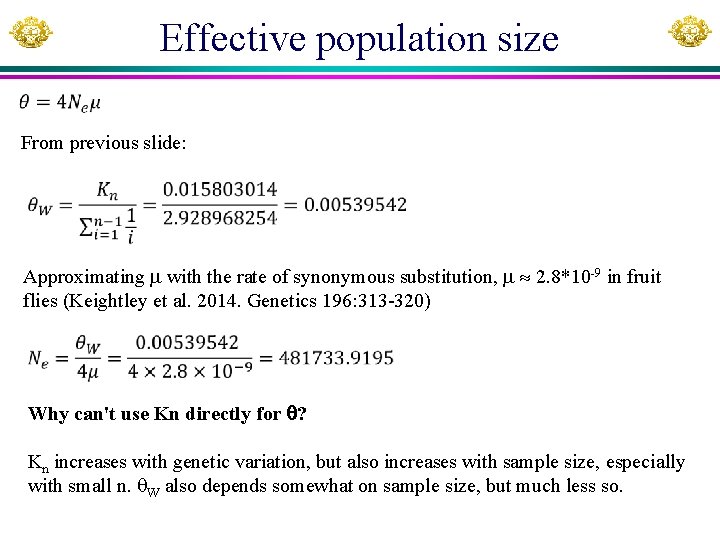 Effective population size From previous slide: Approximating with the rate of synonymous substitution, 2.
