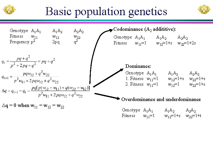 Basic population genetics Genotype A 1 A 1 Fitness w 11 Frequency p 2