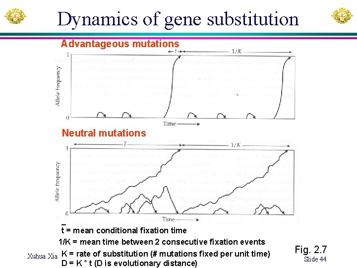 Dynamics of gene substitution Advantageous mutations Neutral mutations _ t = mean conditional fixation