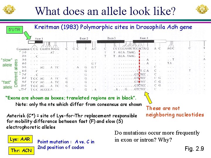 What does an allele look like? “slow” allele “fast” allele Kreitman (1983) Polymorphic sites