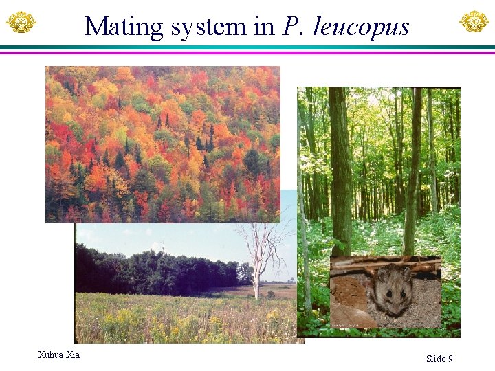 Mating system in P. leucopus Xuhua Xia Slide 9 